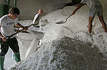 Grupo de gente trabajando con la sal almacenada